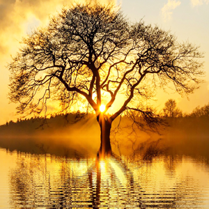 Beautiful tree in sun rise and reflection on water. Meant to illustrate God's healing graces