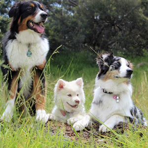 3 happy dogs sitting in a meadow. Meant to illustrate satisfaction and content in Jesus