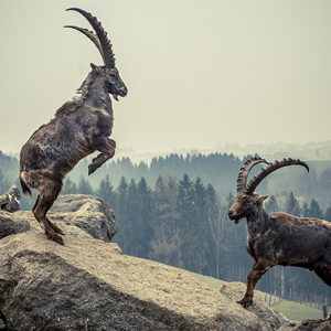 2 mountain goats battling on boulders on mountain. Meant to illustrate how we battle evil as Christians